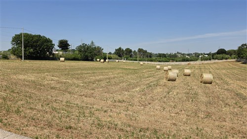 Terreno Agricolo e Ciliegeto a Castellana Grotte